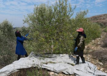 Pourquoi l’emploi féminin a-t-il chuté?