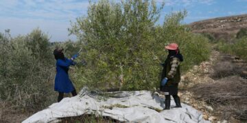 Pourquoi l’emploi féminin a-t-il chuté?