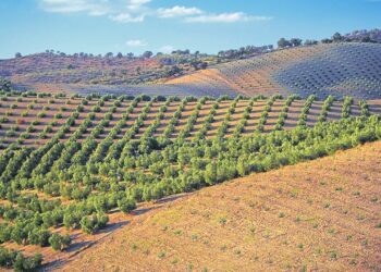 Quelles projections chiffrées pour la saison agricole de 2026?