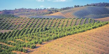 Quelles projections chiffrées pour la saison agricole de 2026?