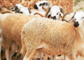 Aïd al-Adha: 35 000 moutons seront importés pour protéger le pouvoir d’achat des Tunisiens