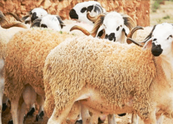 Aïd al-Adha: 35 000 moutons seront importés pour protéger le pouvoir d’achat des Tunisiens