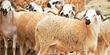 Aïd al-Adha: 35 000 moutons seront importés pour protéger le pouvoir d’achat des Tunisiens