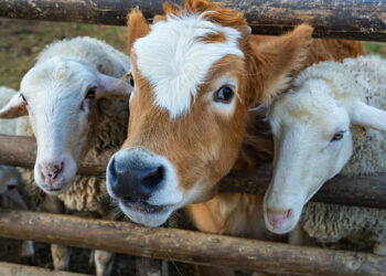 La SMADEA double son bénéfice en 2025