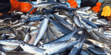 Pêche en Tunisie: comment le secteur a-t-il réussi à gagner plus en exportant moins en 2025 ?