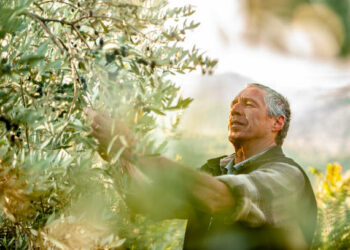 Ce qui attend la Tunisie, leader mondiale, dans la filière de l’olive bio d’ici à 2030