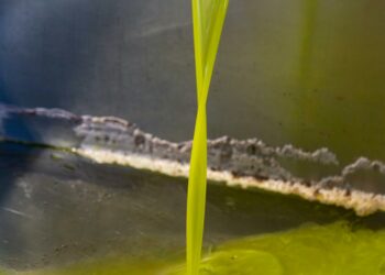 La Tunisie reconnue par l’UE, la Suisse et le Royaume-Uni leader mondial des olives bio