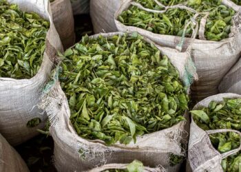 Le thé kényan perd des millions de dollars, et cherche de nouveaux acheteurs