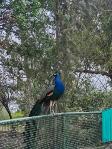 Crédit photo: Azza Trabelsi 