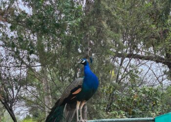 Crédit photo: Azza Trabelsi