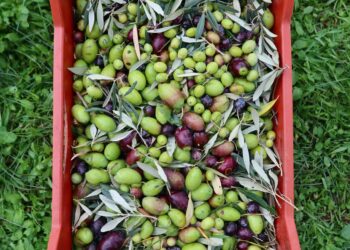 La Tunisie se distingue face à ses concurrents internationaux grâce à 40 entreprises