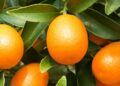 Ce pays africain devient le premier exportateur mondial d’agrumes