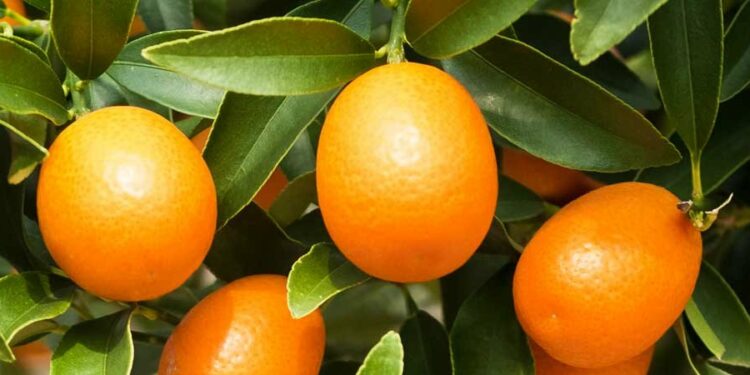 Ce pays africain devient le premier exportateur mondial d’agrumes