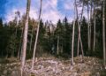 L’Union européenne simplifie son règlement contre la déforestation “importée”