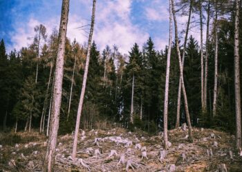 L’Union européenne simplifie son règlement contre la déforestation “importée”