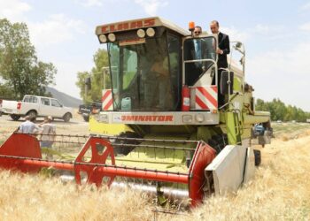 Récolte céréalière : Siliana attend plus de 3,1 millions de quintaux, en hausse de 30 %