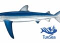 Des requins bleus observés près des côtes tunisiennes : faut-il s’inquiéter ?