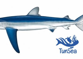 Des requins bleus observés près des côtes tunisiennes : faut-il s’inquiéter ?