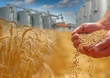Moisson 2026: plus de 1,37 million de quintaux de céréales déjà collectés en Tunisie