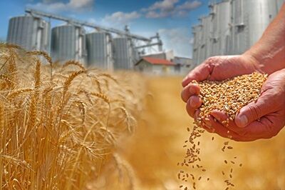 Moisson 2026: plus de 1,37 million de quintaux de céréales déjà collectés en Tunisie