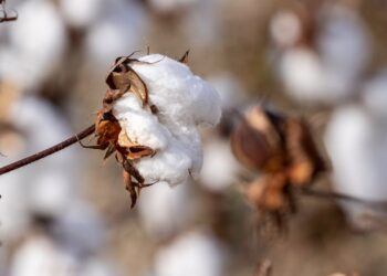 Coton, soja, riz: le Bénin change de méthode avec ses agriculteurs pour la prochaine campagne