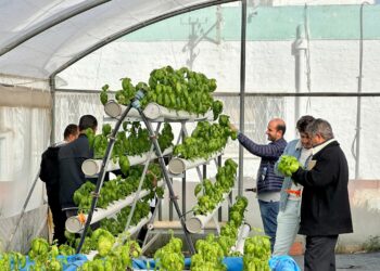 Comment produire plus avec moins d’eau? La startup Grow It Yourself répond