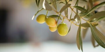 Droits de douane américains: l’huile d’olive tunisienne passe sous les radars de Washington