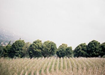 Ardii-Tounes, pour un secteur agricole tunisien durable et résilient