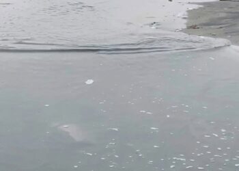 Bizerte : des bactéries dangereuses détectées dans l’eau de baignade à Sidi Salem