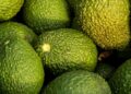Au Maroc, la chaleur pousse des producteurs d’avocats à envisager l’arrachage de leurs vergers