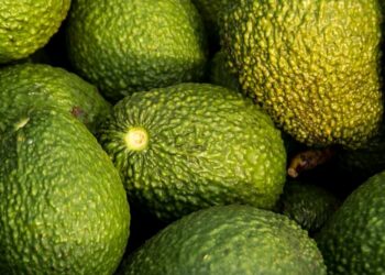 Au Maroc, la chaleur pousse des producteurs d’avocats à envisager l’arrachage de leurs vergers
