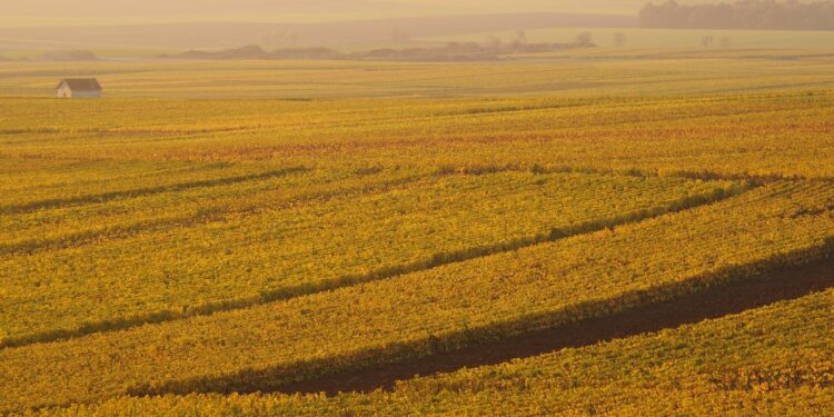 Agroécologie et santé des sols: l’APIA cible les micro-PME prometteuses