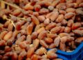 Export / Dattes tunisiennes : Deglet Nour tient la cadence, le bio monte en puissance