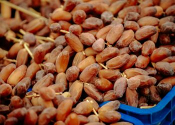 Export / Dattes tunisiennes : Deglet Nour tient la cadence, le bio monte en puissance