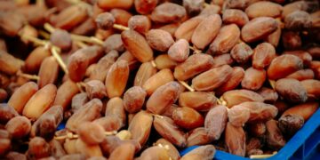 Export / Dattes tunisiennes : Deglet Nour tient la cadence, le bio monte en puissance
