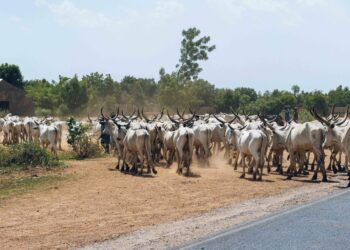 Les startups tunisiennes de l’agroéquipement et de l’agritech à l’assaut du marché nigérian