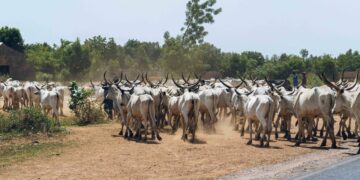 Les startups tunisiennes de l’agroéquipement et de l’agritech à l’assaut du marché nigérian