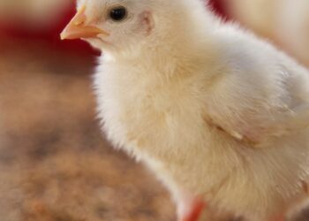 Filière avicole : une double fragilité climatique et tarifaire pour une crise à plusieurs vitesses
