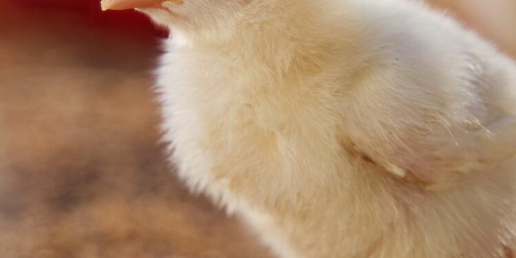 Filière avicole : une double fragilité climatique et tarifaire pour une crise à plusieurs vitesses