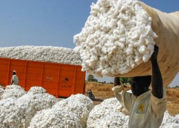 Coton : l’Angola veut s’inspirer du modèle brésilien pour relancer sa filière