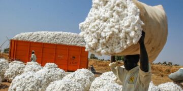 Coton : l’Angola veut s’inspirer du modèle brésilien pour relancer sa filière