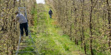 Agriculture: accompagnement hydrique et investissements calibrés au cœur d’un nouveau dispositif tuniso-italien  