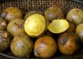 Ce fruit brésilien pourrait bientôt alimenter les avions !