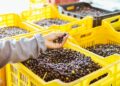 Huile d’olive tunisienne: quels sont les principaux marchés à l’export?