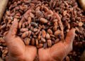 Cacao: pourquoi le Ghana paie désormais beaucoup plus que la Côte d’IvoireCacaoCacao: pourquoi le Ghana paie désormais beaucoup plus que la Côte d’Ivoire