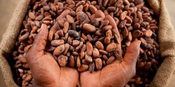 Cacao: pourquoi le Ghana paie désormais beaucoup plus que la Côte d’IvoireCacaoCacao: pourquoi le Ghana paie désormais beaucoup plus que la Côte d’Ivoire