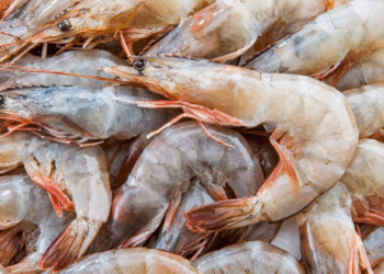 Crevettes en Tunisie : ce que révèle TunSea sur les espèces vendues et les risques sanitaires