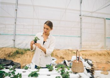 Agriculture biologique: 700 MD de recettes à l’export en neuf mois